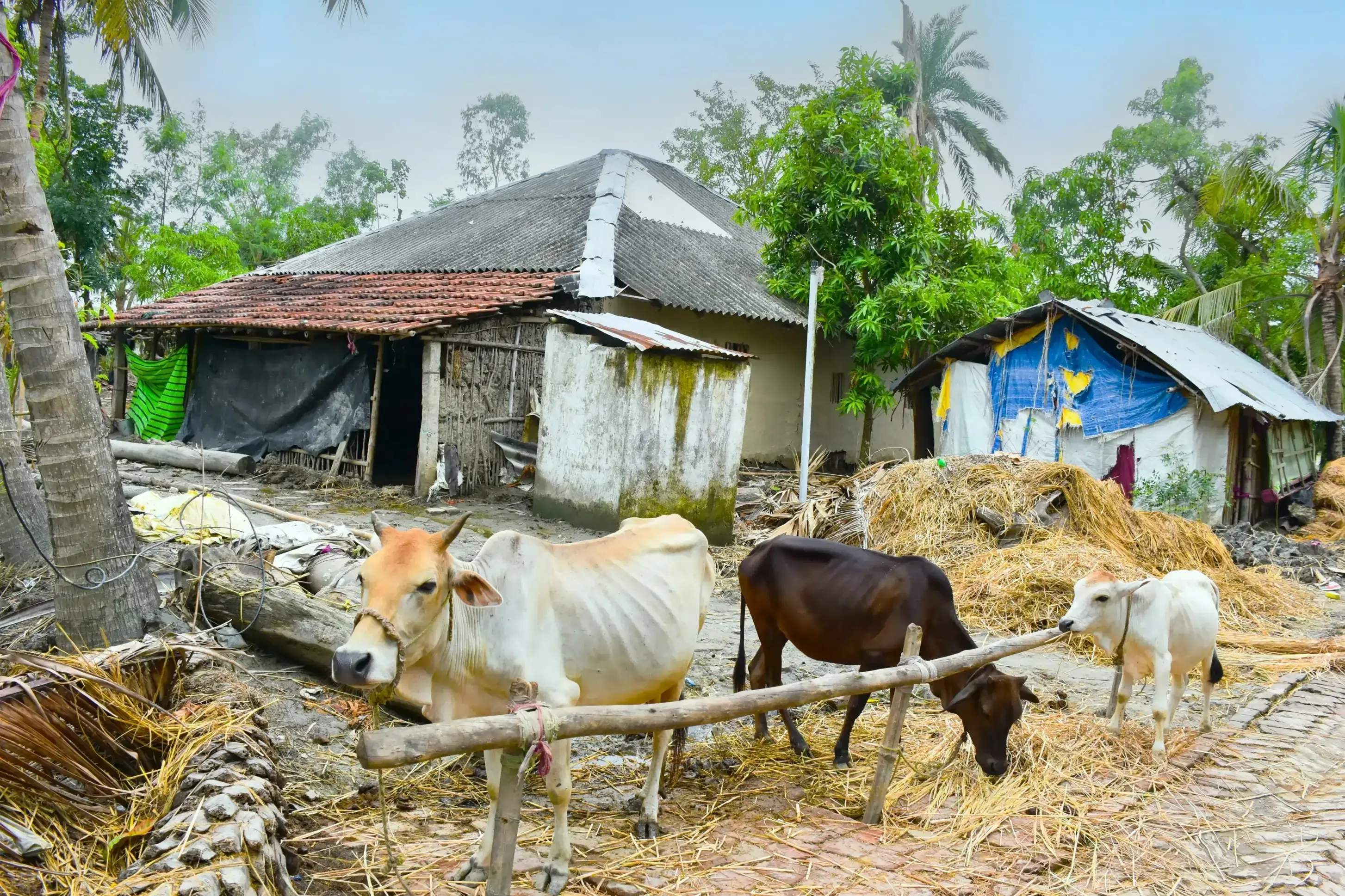 Rescuing and Healing Animals Rescuing and Healing Animals